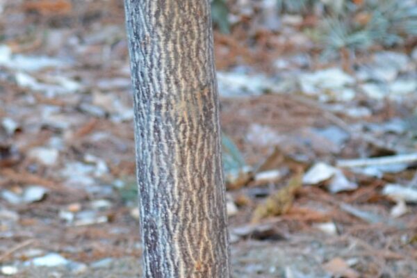 Franklinia alatamaha - Bark