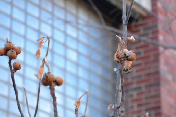 Franklinia alatamaha - Old Fruit