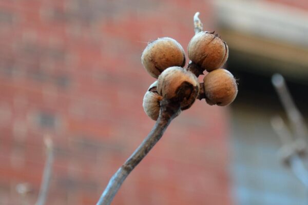 Franklinia alatamaha - Old Fruit