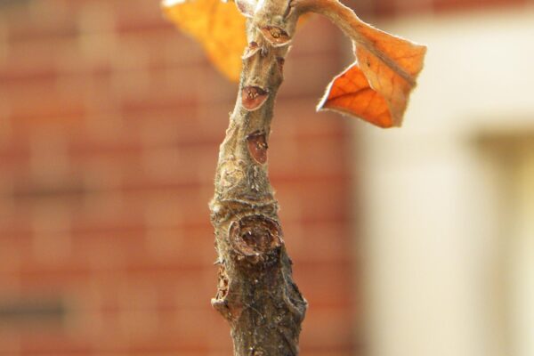 Franklinia alatamaha - Bud