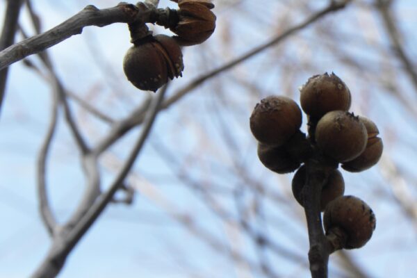 Franklinia alatamaha - Remnant Fruit