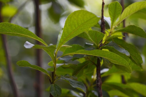 Franklinia alatamaha - Foliage
