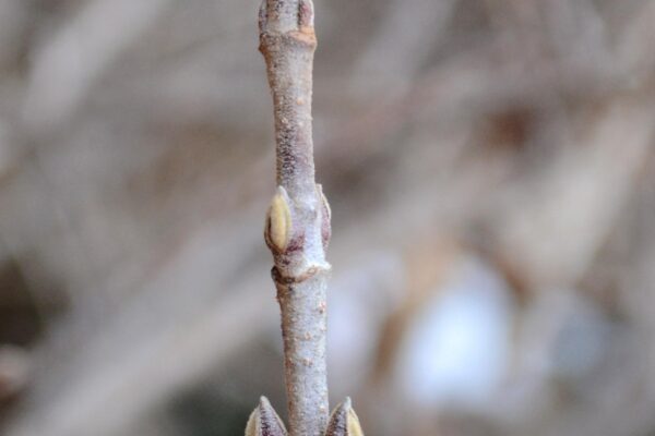 Viburnum plicatum f. tomentosum ′Shasta′ - Buds