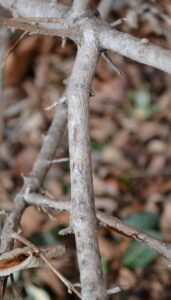 Viburnum plicatum f. tomentosum ′Shasta′ - Stem