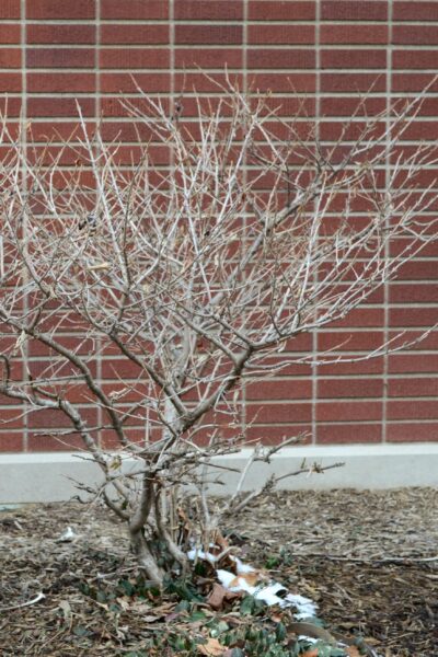 Viburnum plicatum f. tomentosum ′Shasta′ - Winter Habit