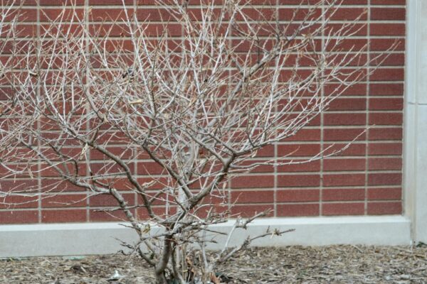Viburnum plicatum f. tomentosum ′Shasta′ - Winter Habit