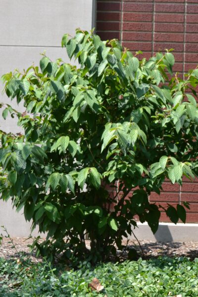 Viburnum plicatum f. tomentosum ′Shasta′ - Summer Habit