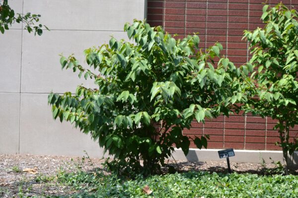 Viburnum plicatum f. tomentosum ′Shasta′ - Summer Habit