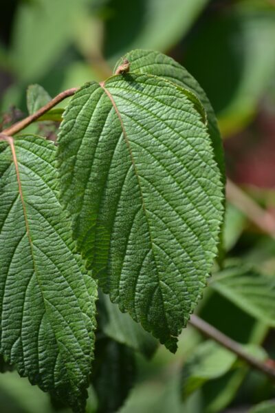 Viburnum plicatum f. tomentosum ′Shasta′ - Leaf