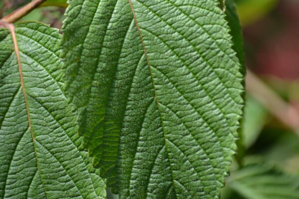 Viburnum plicatum f. tomentosum ′Shasta′ - Leaf