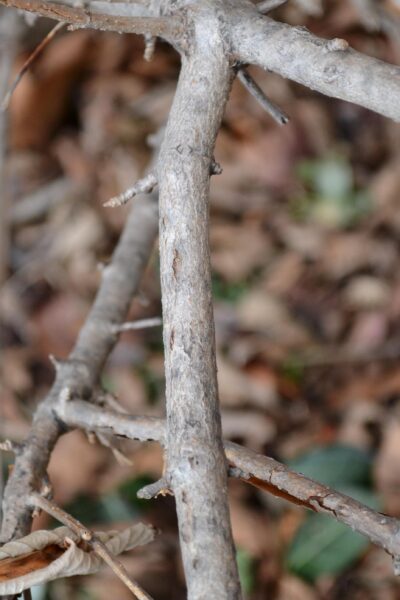 Viburnum plicatum f. tomentosum ′Shasta′ - Stem