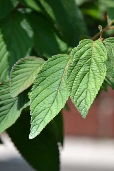 Viburnum plicatum f. tomentosum ′Shasta′ - Foliage