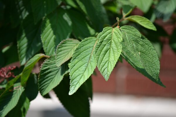 Viburnum plicatum f. tomentosum ′Shasta′ - Foliage