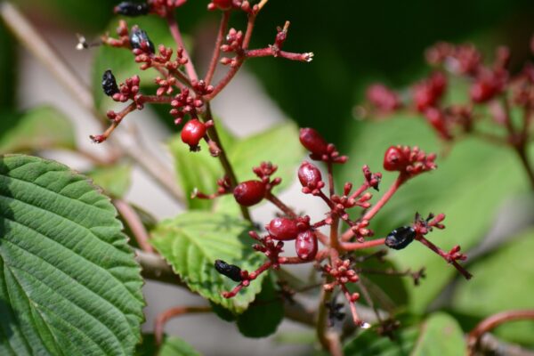 Viburnum plicatum f. tomentosum ′Shasta′ - Fruit