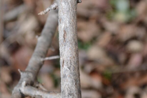 Viburnum plicatum f. tomentosum ′Shasta′ - Stem
