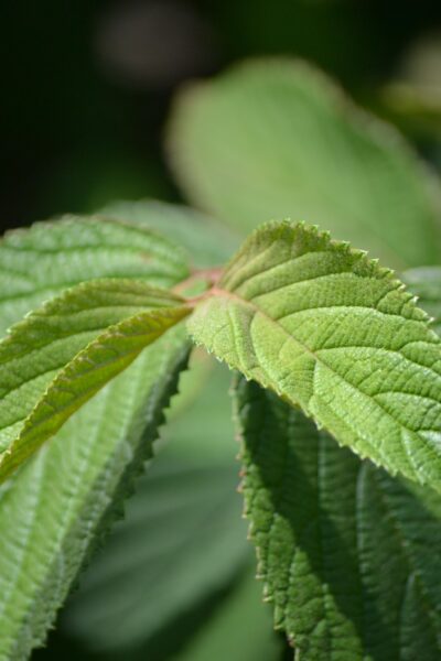 Viburnum plicatum f. tomentosum ′Shasta′ - New Growth