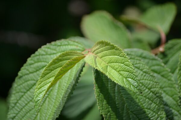Viburnum plicatum f. tomentosum ′Shasta′ - New Growth