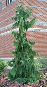 Chamaecyparis nootkatensis ′Pendula′ - Overall Habit