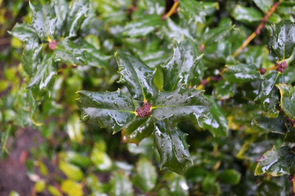 Ilex × ′Mesdob′ [sold as China Boy®] - Foliage