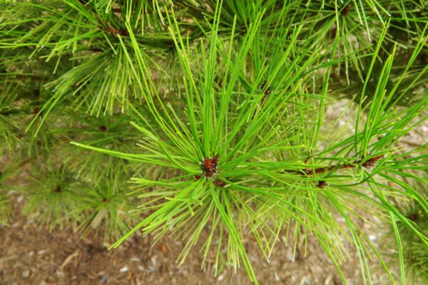 Pinus densiflora ′Umbraculifera′ - Needles