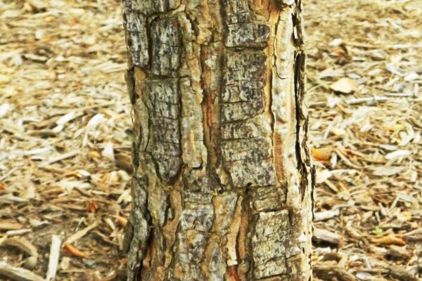 Pinus densiflora ′Umbraculifera′ - Bark