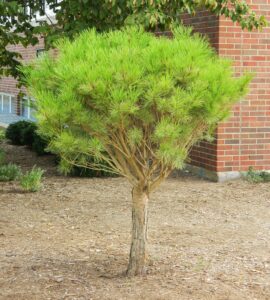 Pinus densiflora ′Umbraculifera′ - Habit