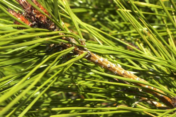 Pinus densiflora ′Umbraculifera′ - Bud and Foliage