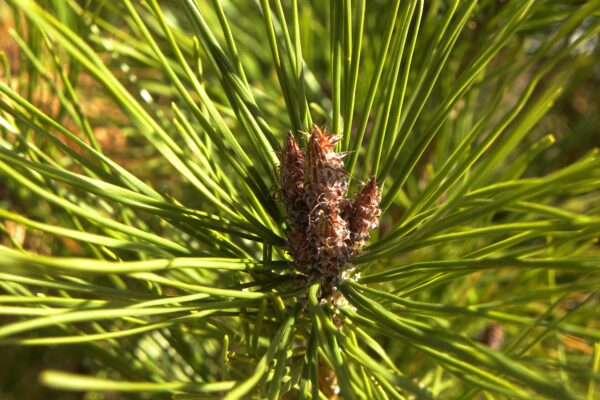 Pinus densiflora ′Umbraculifera′ - Bud and Foliage