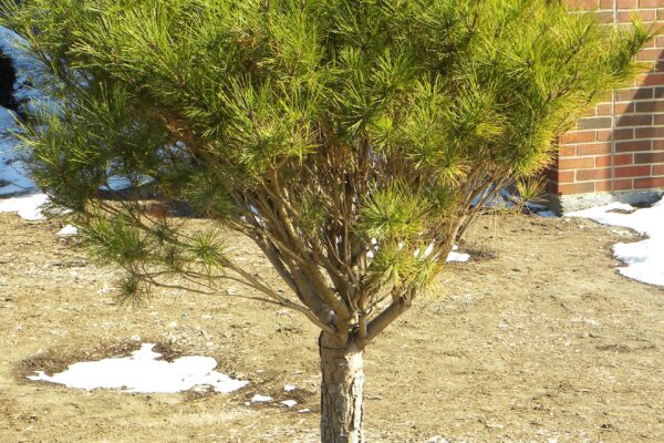 Pinus densiflora ′Umbraculifera′ - Winter Habit