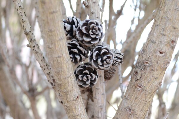 Pinus densiflora ′Umbraculifera′ - Cones