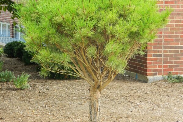 Pinus densiflora ′Umbraculifera′ - Habit