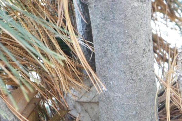 Pinus strobus ′Fastigiata′ - Bark