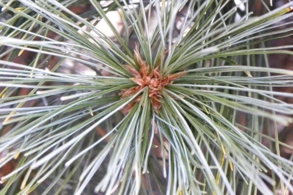 Pinus strobus ′Fastigiata′ - Foliage and Buds