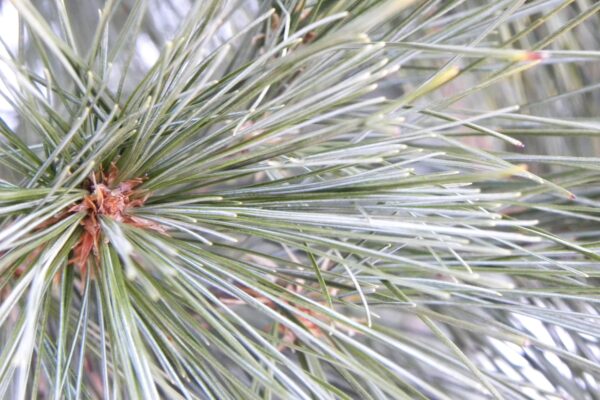 Pinus strobus ′Fastigiata′ - Foliage