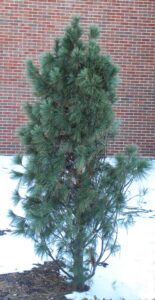 Pinus strobus ′Fastigiata′ - Winter Habit