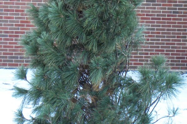 Pinus strobus ′Fastigiata′ - Winter Habit