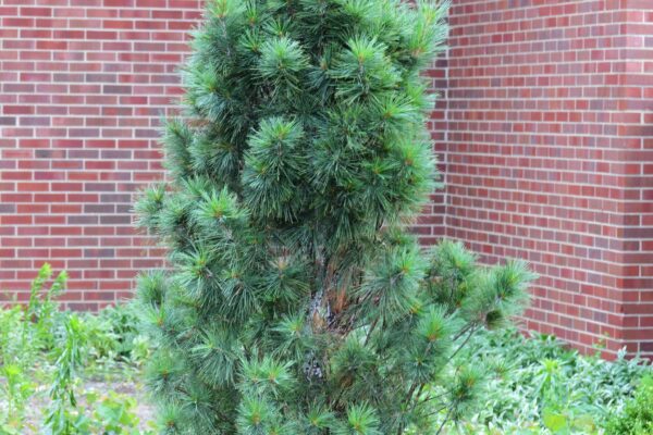 Pinus strobus ′Fastigiata′ - Summer Habit