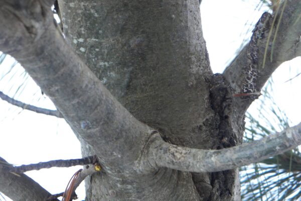 Pinus strobus ′Fastigiata′ - Bark