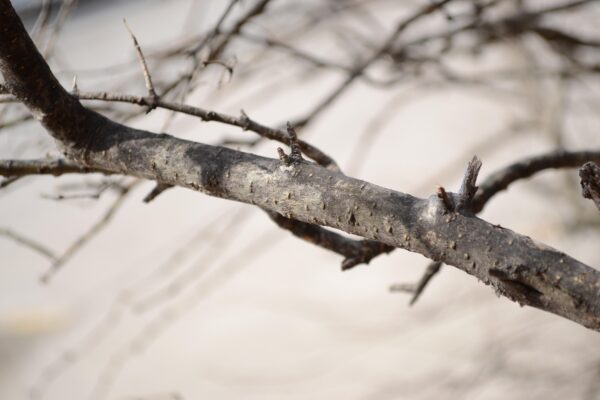 Ligustrum amurense - Bark