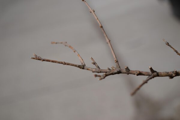 Ligustrum amurense - Twig