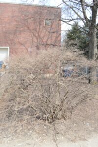 Ligustrum amurense - Winter Habit