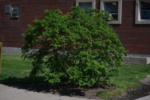 Ligustrum amurense - Summer Habit
