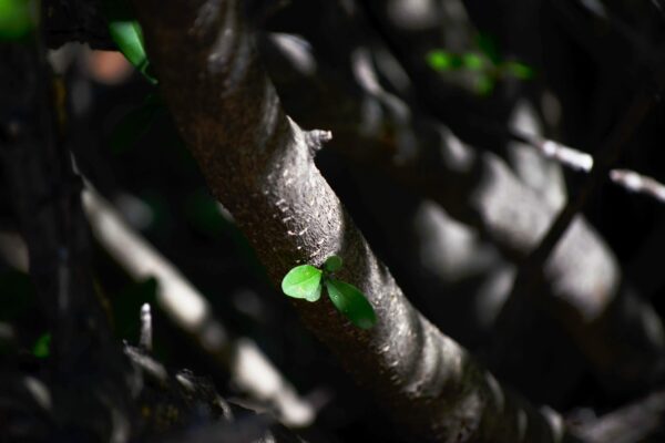 Ligustrum amurense - Bark