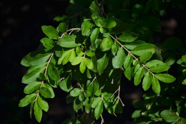 Ligustrum amurense - Foliage