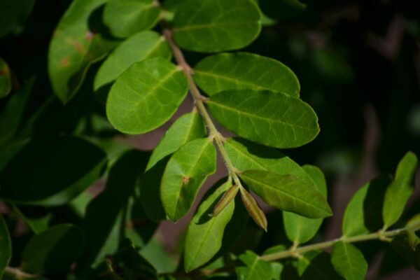 Ligustrum amurense - New Growth