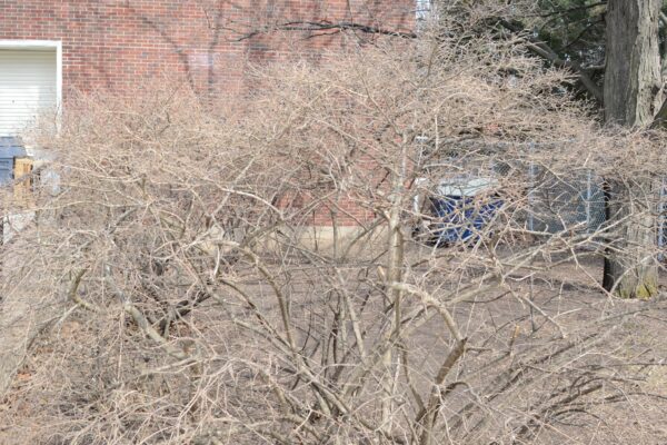 Ligustrum amurense - Winter Habit