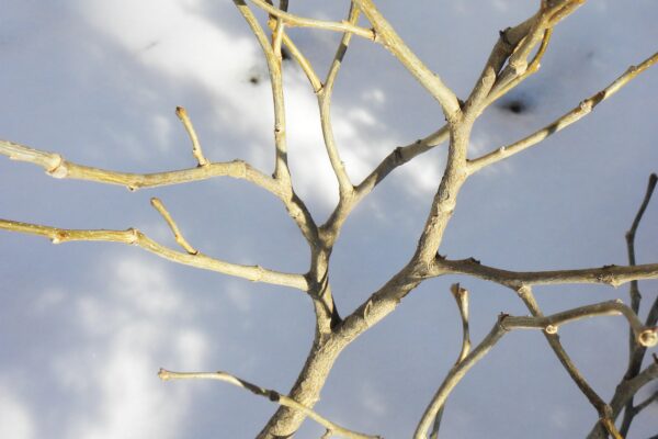 Dirca palustris - Buds