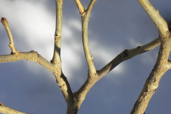 Dirca palustris - Bark