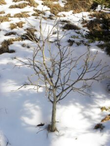 Dirca palustris - Winter Habit