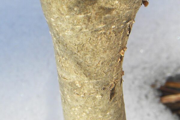 Dirca palustris - Bark